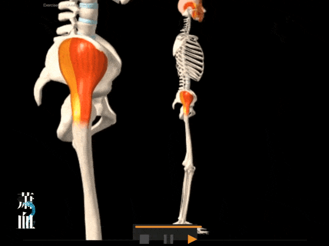 臀部肌群的功能解剖