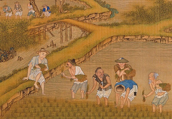 水稻的祖先图片