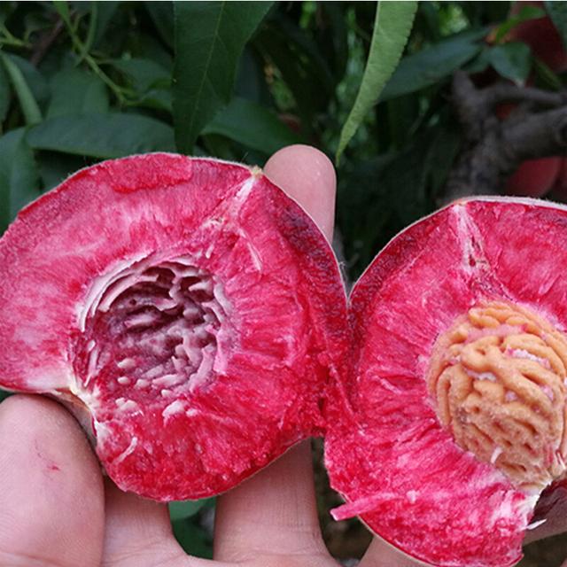 狗血桃优质高产栽培技术