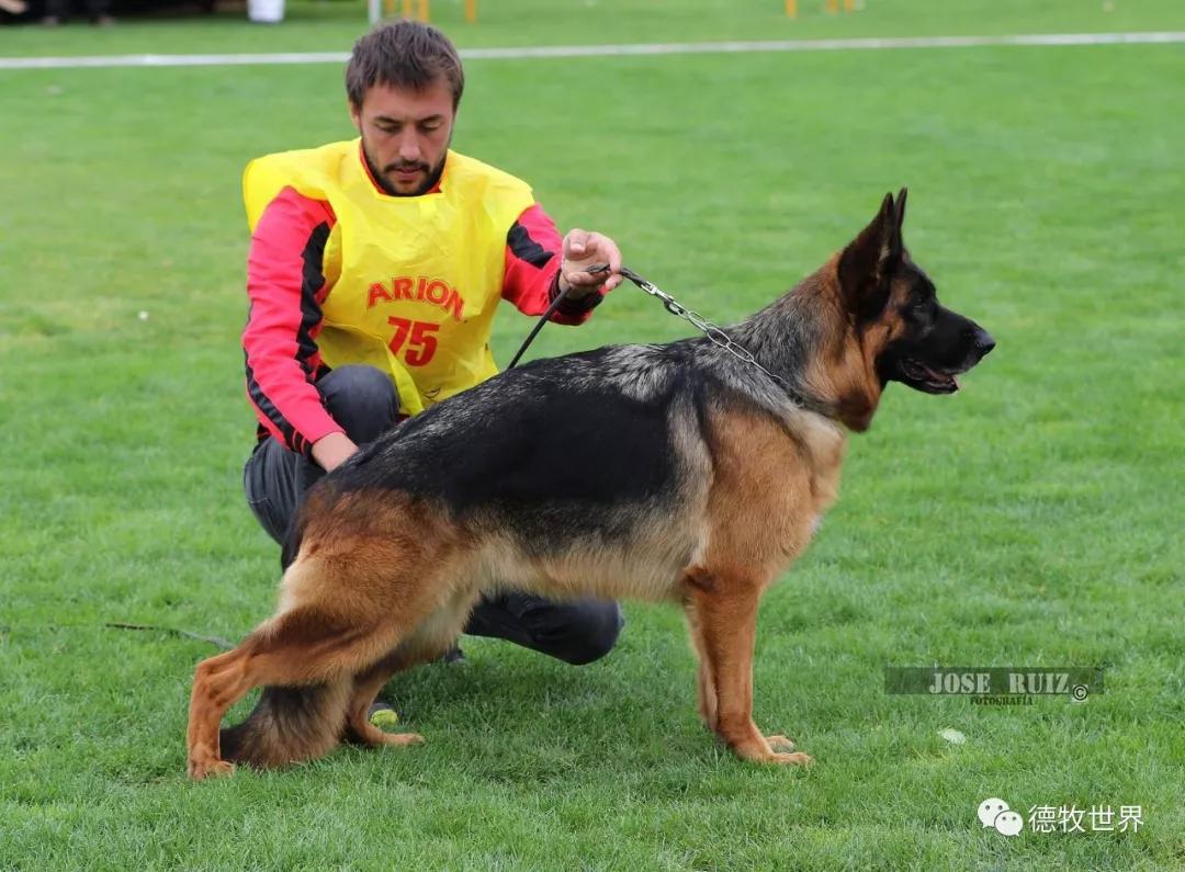 2019年8月初欧洲德牧7次州展比赛成年组