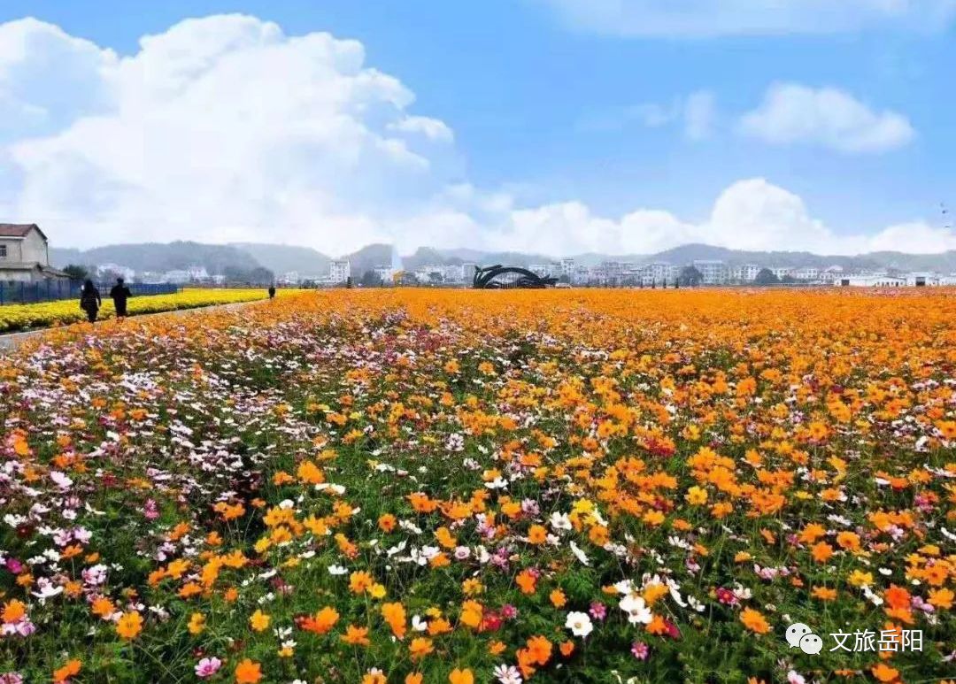 免費門票金秋賞菊的最佳時節臨湘桃林花海菊花博覽園國慶與你相約