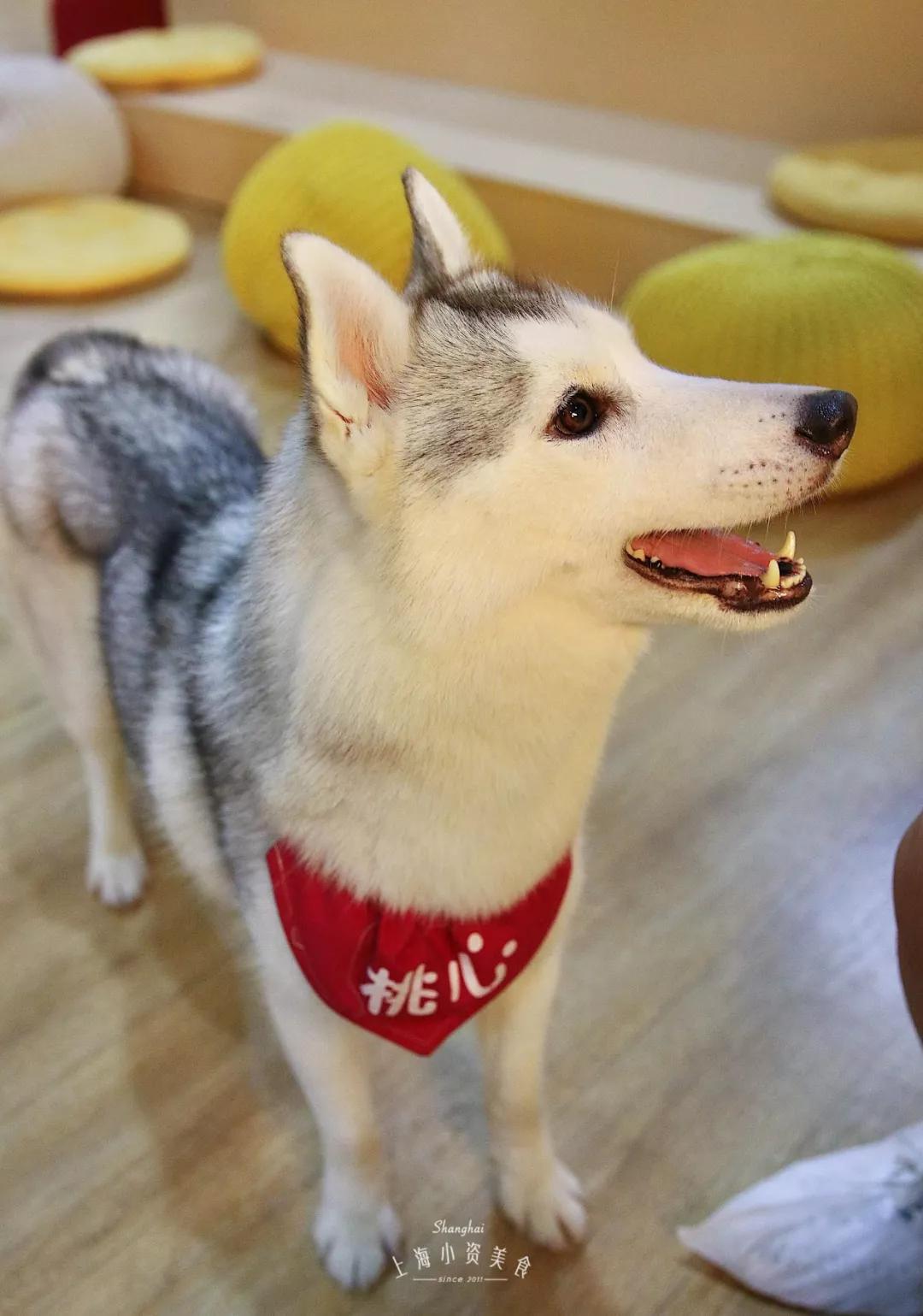 原创店员是8只哈士奇的咖啡馆,萌了我一脸!