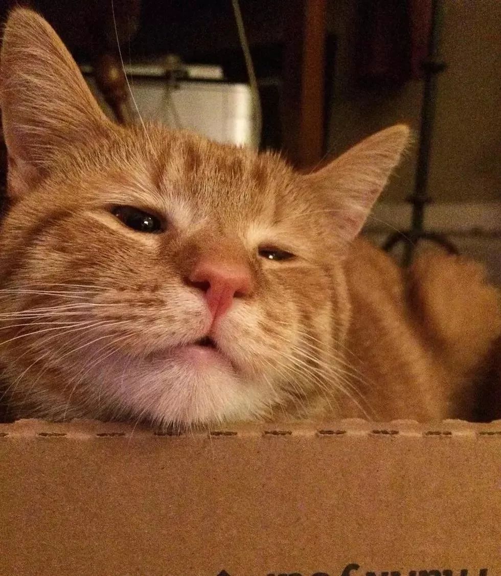 别看这只猫一脸忧伤,其实它非常善于社交,还自己找到了新主人.