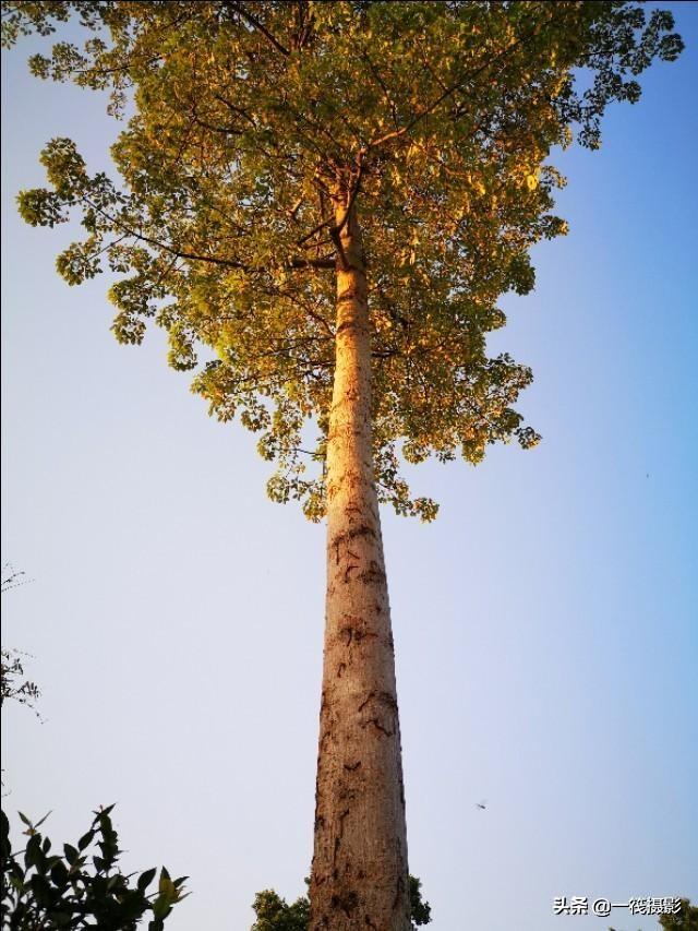 致敬我的大学育人树木巨木参天