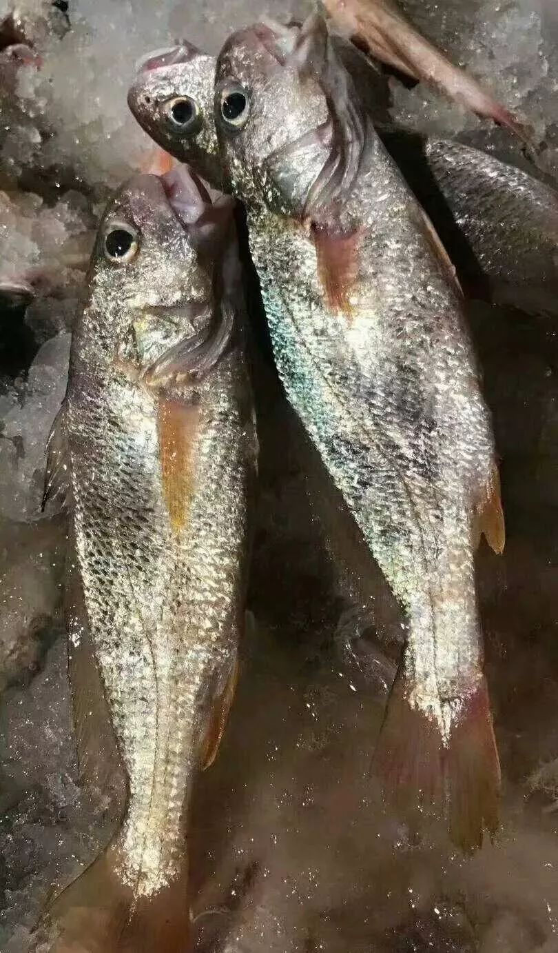 海捕馬鮫魚--野生劍蝦--新鮮野生鰵魚膠--海捕牛尾魚--東山頭水紫菜