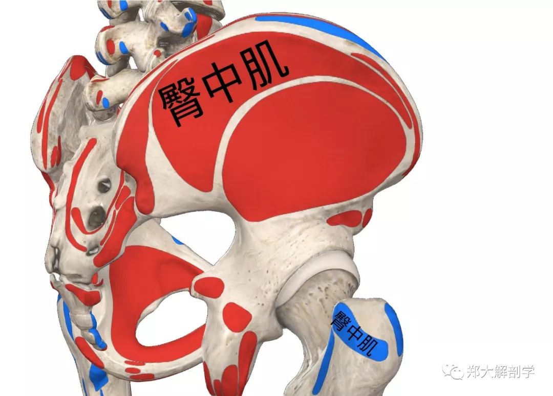 臀中肌附着处上肩胛,中核心,下骨盆,无论哪个失衡,都会对整体造成影响