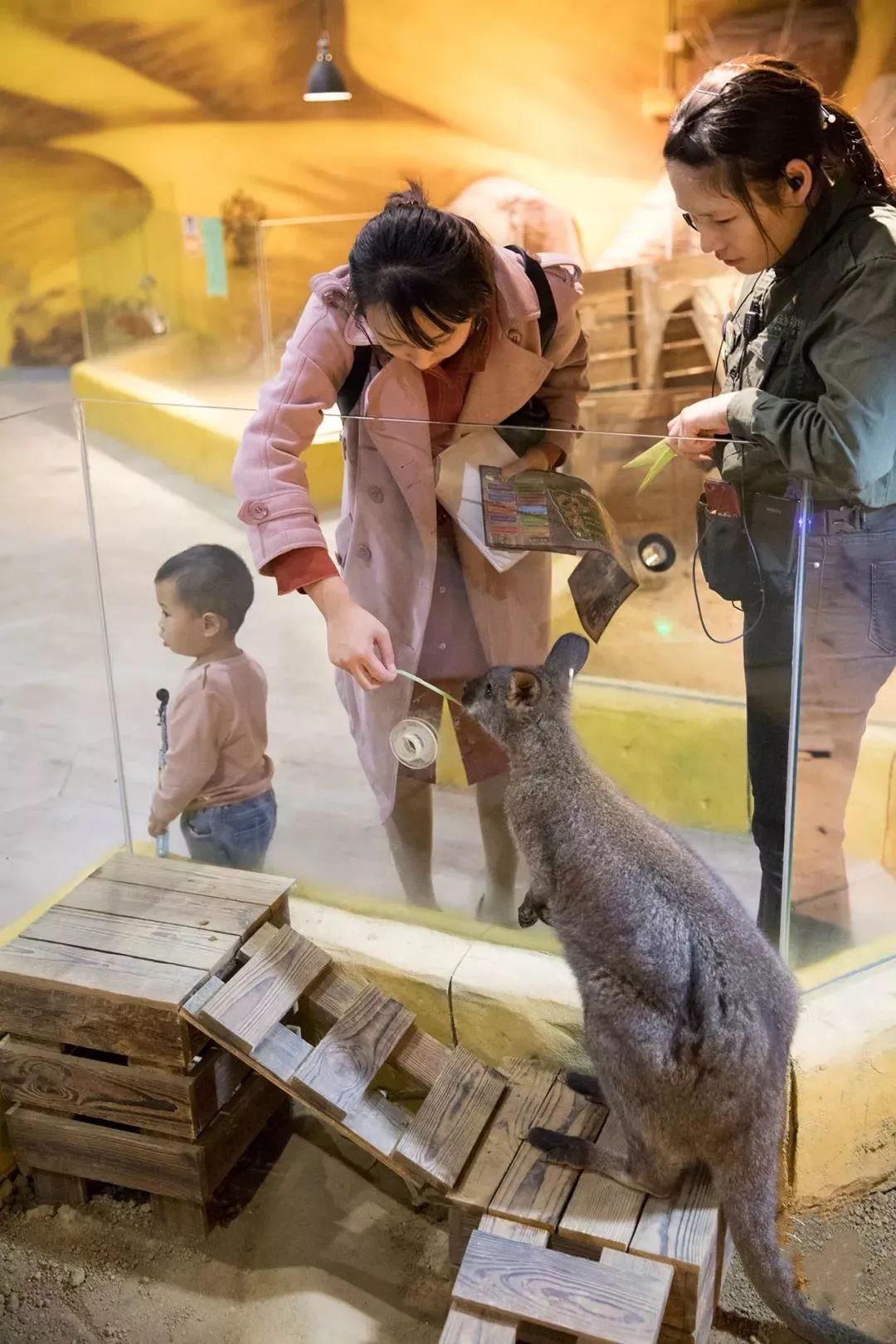 34折杭州2300㎡超大室内动物园来了吸猫吸袋鼠吸羊驼还有真人版狮子王