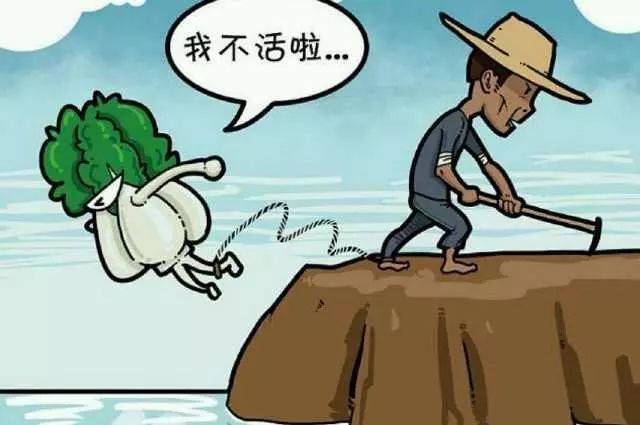 菜贱伤农,城里人吃不起,菜贩子不赚钱?钱被谁挣去了