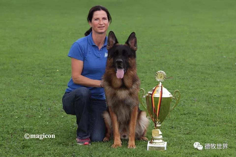 2017,2018年德国sv德牧本部展成年公va8 jax dei precision