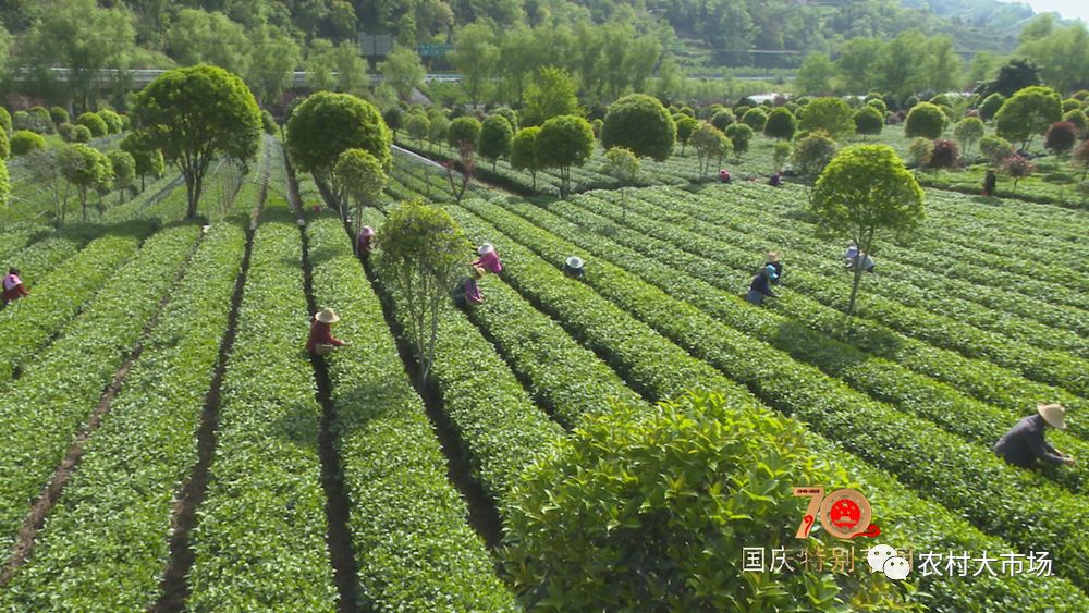 农林卫视农村大市场图片