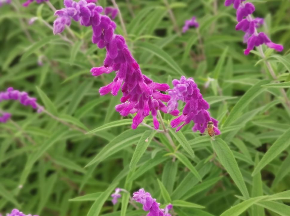 请给我一张家庭套票花画小镇