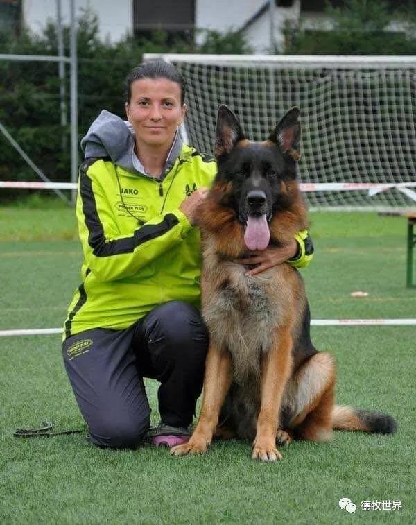 2017,2018年德国sv德牧本部展成年公va8 jax dei precision