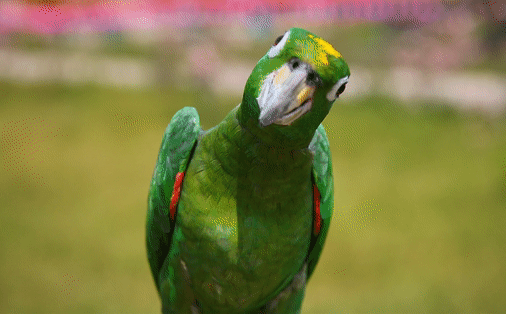 非常聪明的它,还能模仿人类讲话~是色彩最艳丽的鹦鹉,也是体型最大的