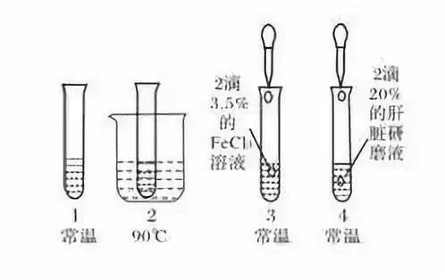 比较过氧化氢在不同条件下的分解