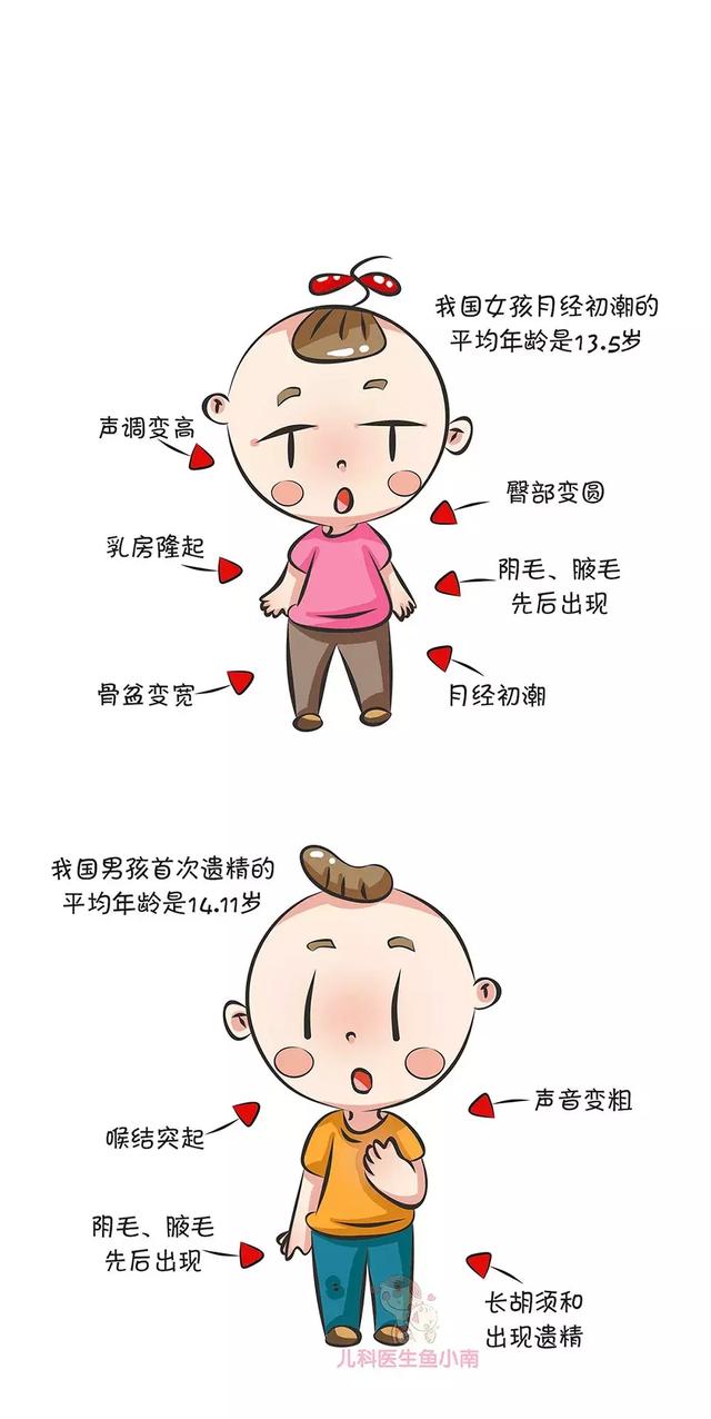 性器官和性机能的发育,是最迟的一波,一般