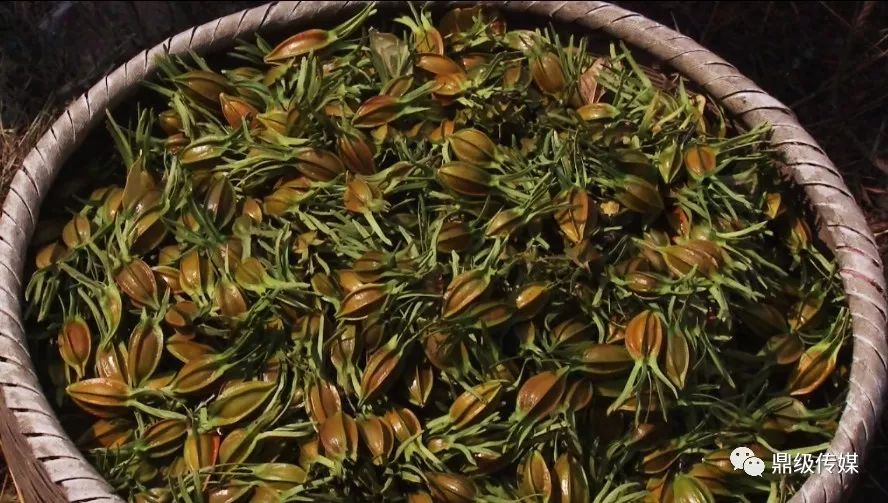 产业扶贫项目,谢家铺镇葛藤桥村云溪谷油茶基地以油茶产业套种黄栀子