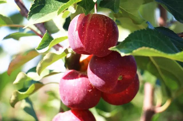 龙丰果,赤松茸……假日采摘盛宴