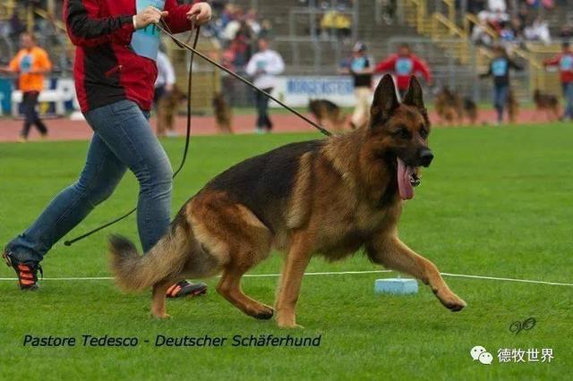 德牧图集:狼王va1 remo vom fichtenschlag