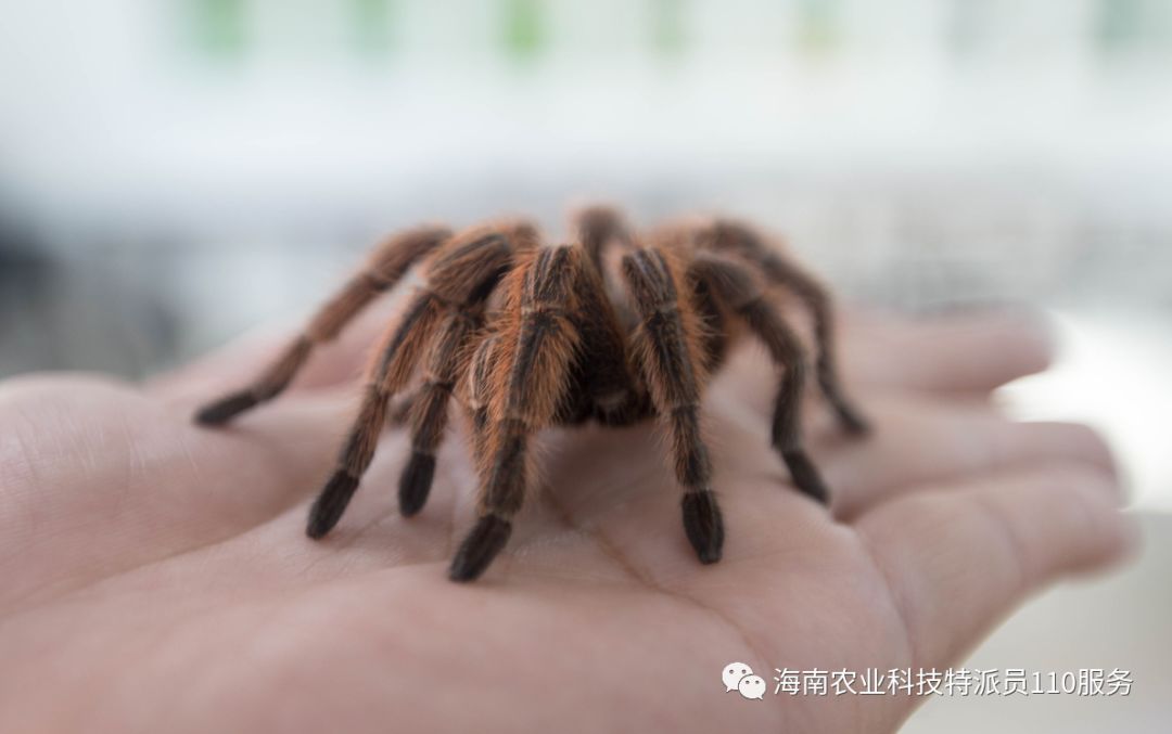 行业动态五指山蜘蛛入选国家农产品地理标志产品