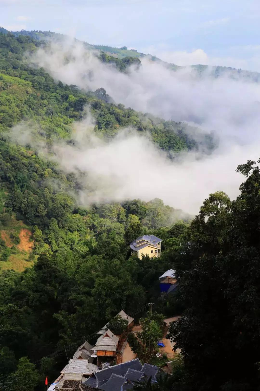千年古茶树,万亩古茶山,勐海作为茶界公认的世界茶树原产地中心,有着