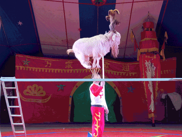 实力宠粉の海口万达又来了马戏团表演免费看满额抽iphone11当红美食5