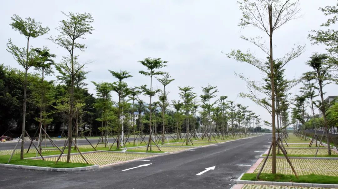 七星岩,鼎湖山未来几天的停车攻略get好!_停车场