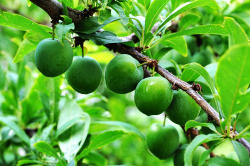 李子树喷叶面肥要注意什么?