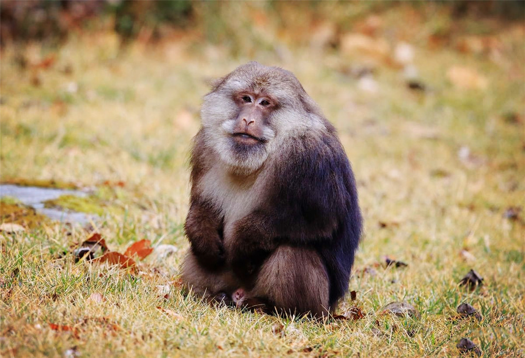 原创江西现中国最大的猕猴,既霸气又会撒娇卖萌,喜欢在危险地方过夜
