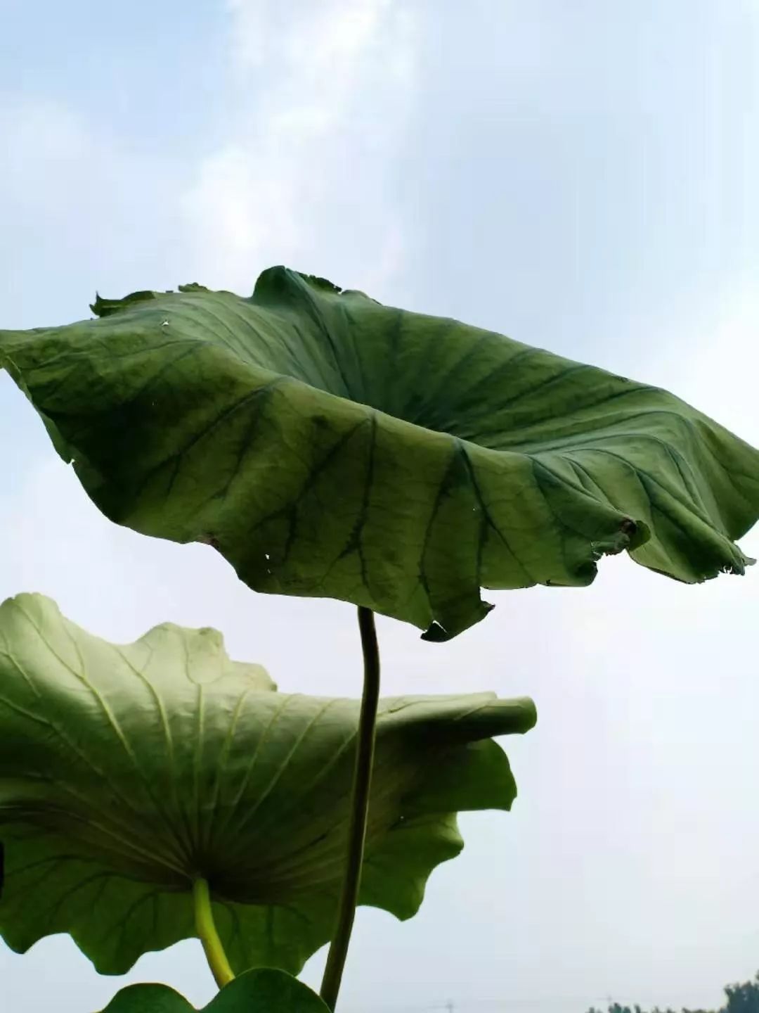 新的一天愿你心有花开一路芬芳