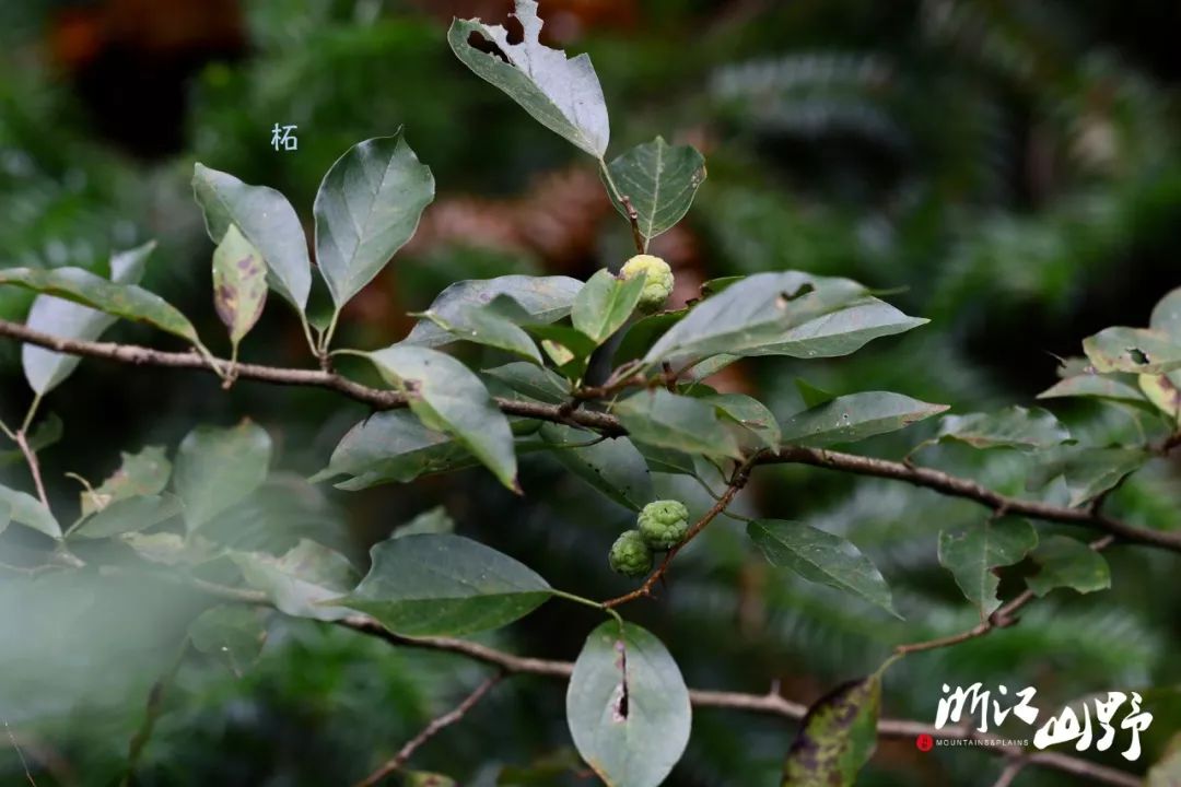 锐齿槲栎 壳斗科/栎属52. 山橿 樟科/山胡椒属53.