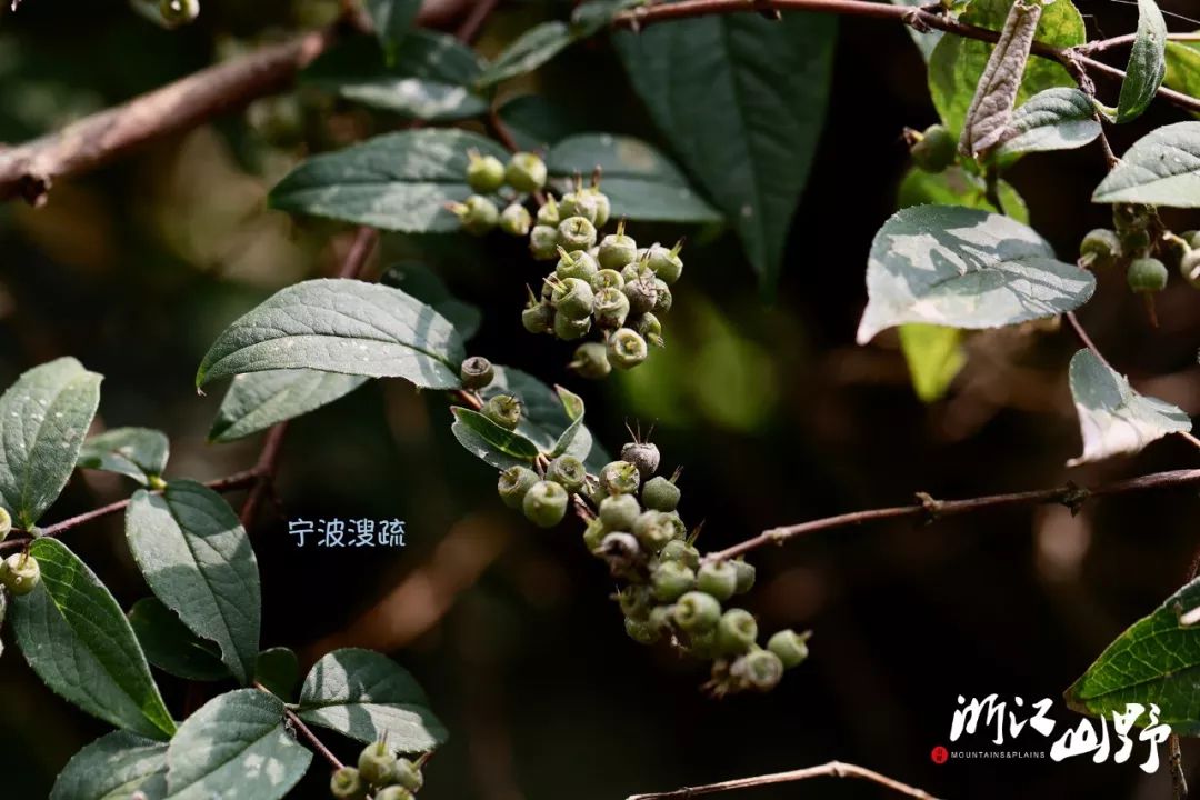 柘属,柘树,构属_大山谷图库