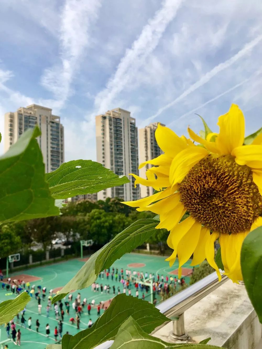 杭州市博文小学秋季招聘啦