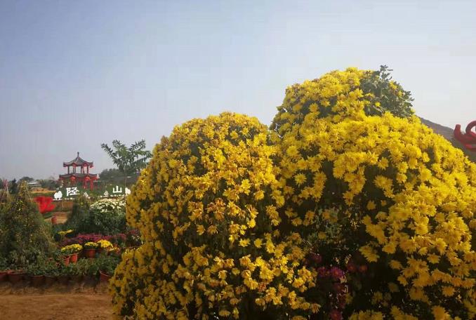 新郑陉山菊花台国庆摆起菊花宴