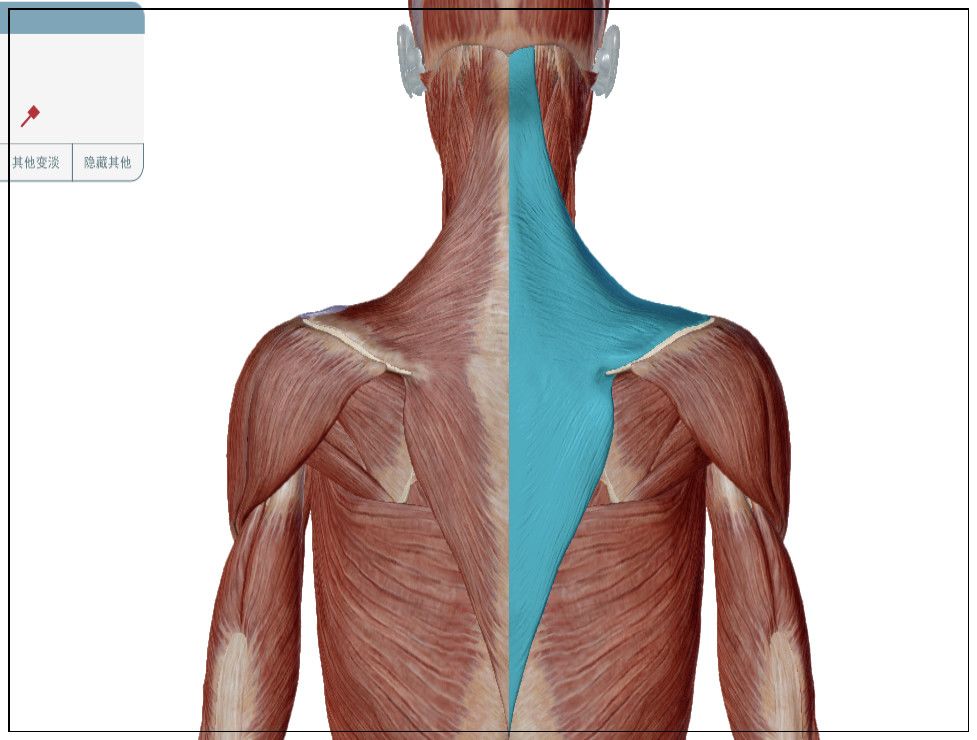 斜方肌的解剖图斜方肌的面积也非常大,功能主要和肩胛骨有关,之前在