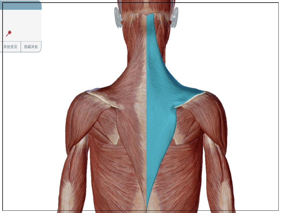 斜方肌图片位置图片