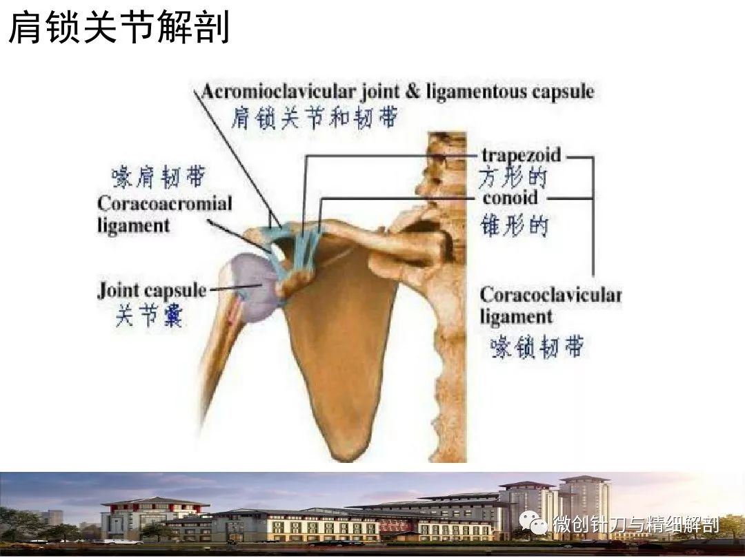 肩锁关节脱位三级图片