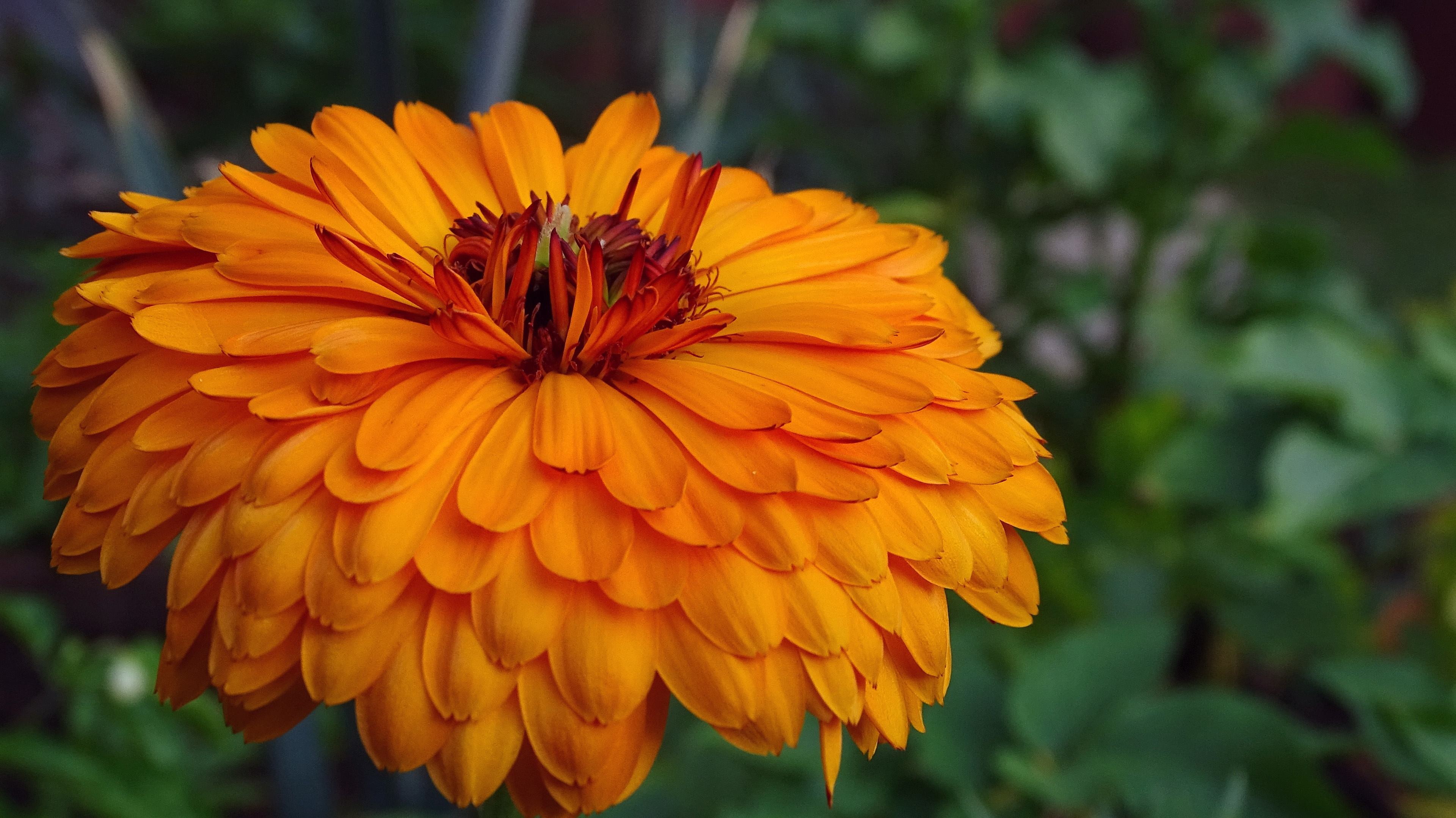 喜欢菊花夏天首选下面5种开花爆满还好养一个月菊花海