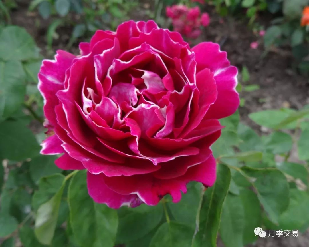 香味浓郁的花仙子紫袍玉带