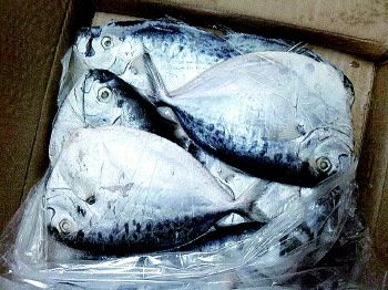 捡到灰鲳鱼你就赚了呢!