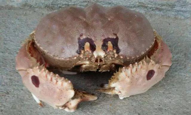 像馒头一样的螃蟹你见过吗又叫傻瓜蟹知道的人不多