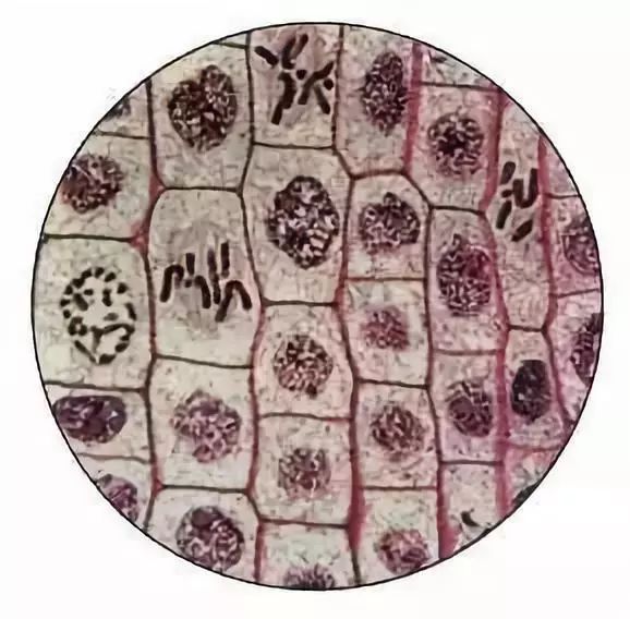 高中生物:16个实验原理大解析!快来get_细胞