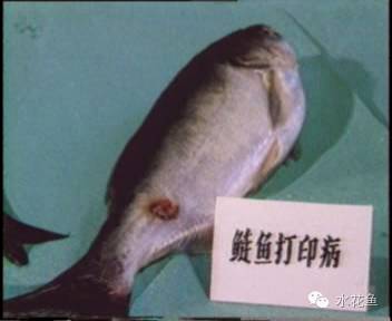 ③鱼打印病,病鱼则为在尾柄或腹部两侧有指印状或椭圆形红斑,好像在鱼