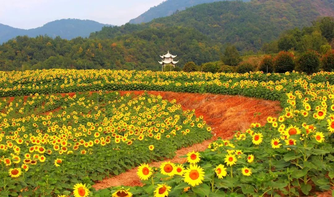 2019年東陽市秋季鄉村休閒旅遊體育節盛大開幕國慶長假我們在象田等你