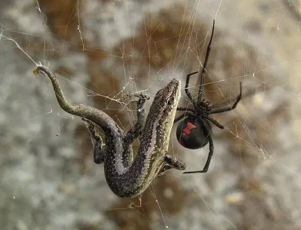 澳洲巨型蜘蛛生吞负鼠,原来蜘蛛才是土澳食物链王者