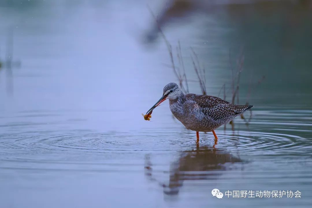 青脚鹬吃鲎虫迁徙时节,我在北京野鸭湖拍到过30多种鸻鹬类鸟,抓紧时间