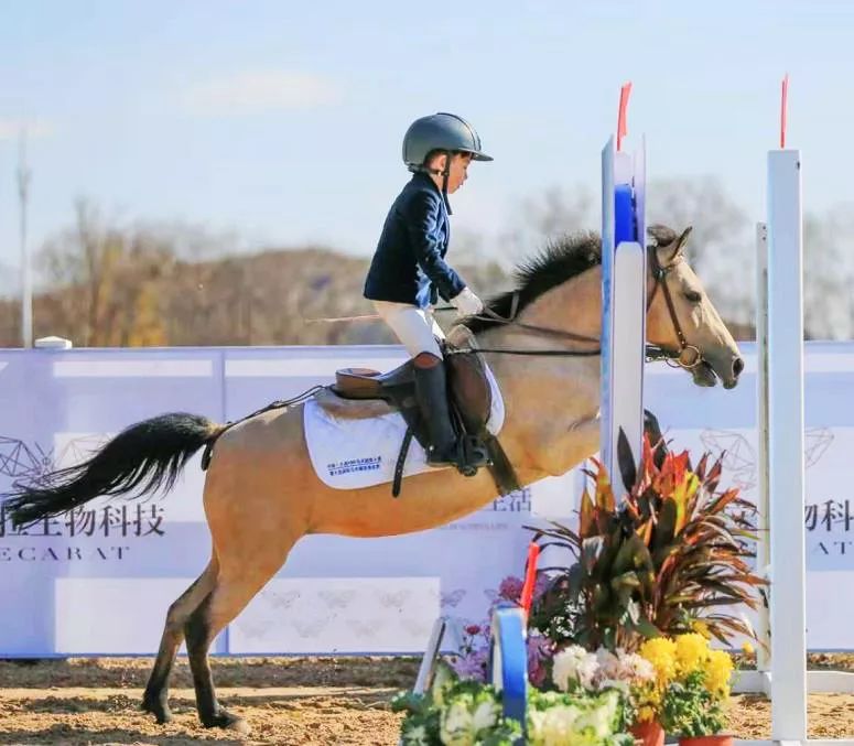 爱宝莉骑士院十一七天乐免费骑马乐翻天陪着孩子体验一把策马奔腾的