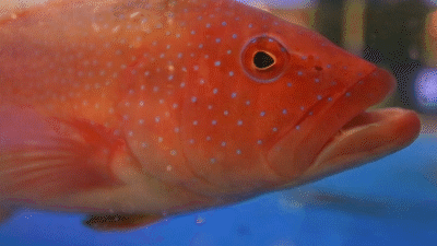 哈,下辈子想做一只大蟹子,横行霸道,富得流油~噗噗~~火候足时它自美