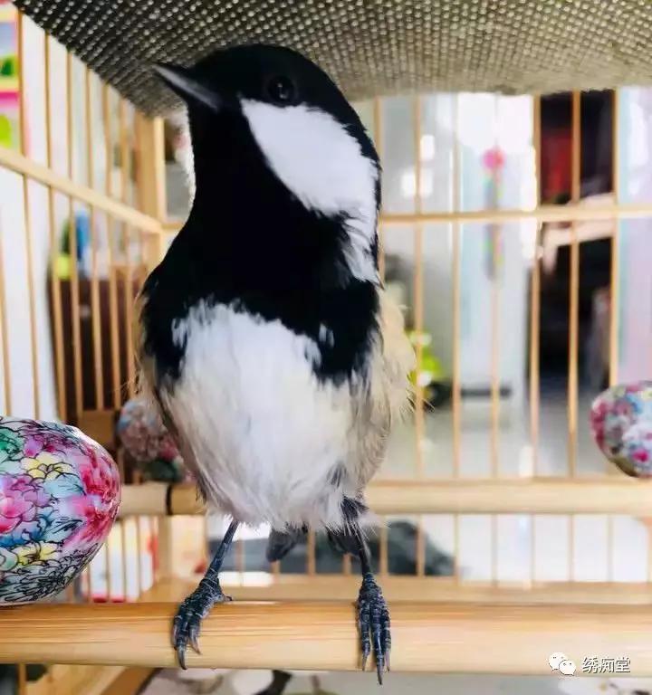 怎样选一只好贝子鸟?