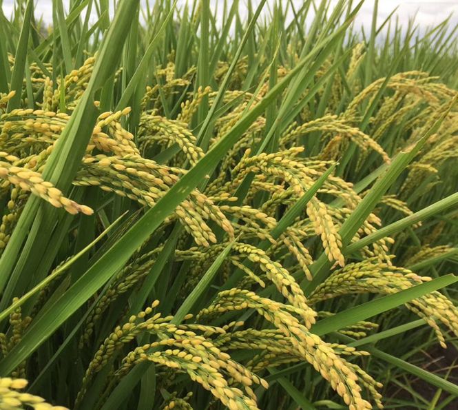 富尔东富138水稻品种图片