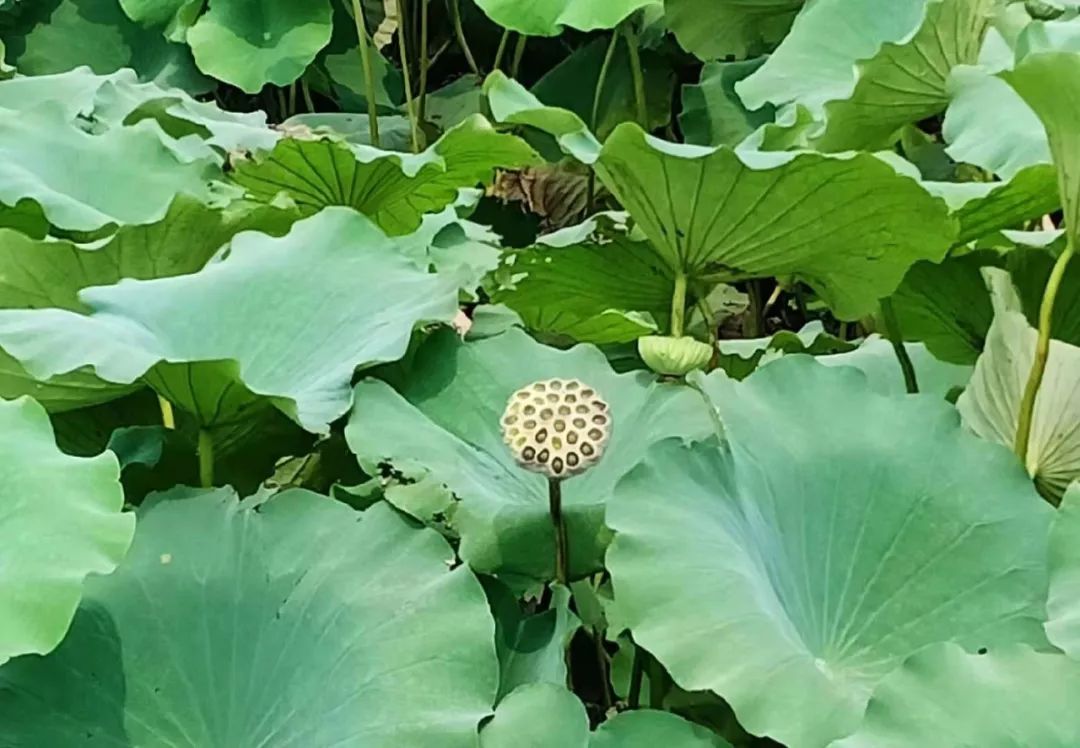 新的一天愿你心有花开一路芬芳